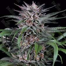 Auto Killer Kush feminised Ganja Seeds (2 шт.)