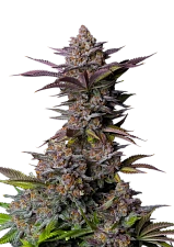 Tropicana Cookies FF (FsBd) (10 шт.)