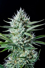 Original Auto White Widow autofem (FsBd) (10 шт.)