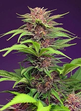 Red Mimosa XL Auto autofem (SwS) (25 шт.)