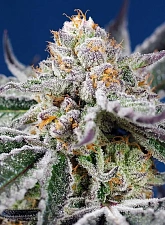 Orange Apricot Glue XL Auto autofem (SwS) (25 шт.)