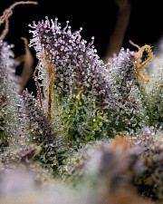 GMO Cookies fem (Brn) (5 шт.)
