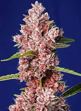 Tropicanna Poison F1 Fast Version fem (SwS) (25 шт.)