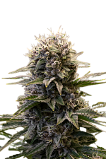 Black Ultimate genetics fem (IZI) (5+2 шт.)