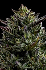 California Octane fem (HmbS) (5 шт.)