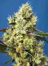 Sweet Gelato Auto autofem (SwS) (25 шт.)