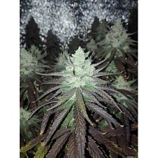 Lemon Fritter Foto Fem (10+2 шт.)