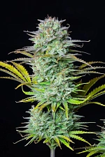 Kosher Cake Auto autofem (FsBd) (10 шт.)