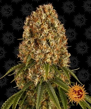 Orange Sherbert fem (Brn) (10 шт.)