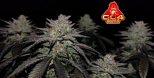 GG4 Sherbet FF (FsBd) (5 шт.)