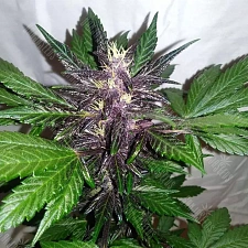 Auto Purple Punch feminised Ganja Seeds (1 шт.)