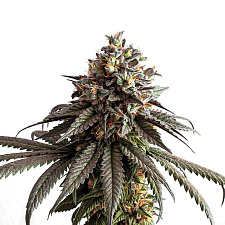 Gelato genetics fem (IZI) (5+2 шт.)
