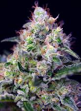 Cream Caramel fem (SwS) (3+1 шт.)
