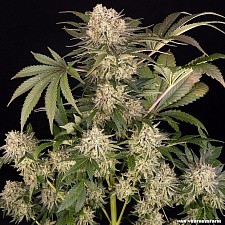 AK-47 fem (Brn) (10 шт.)