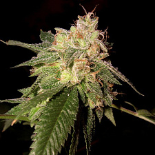 OG Kush fem (RP) (1 шт. собст.фасовка)