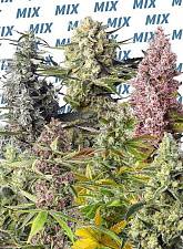 Sweet Mix Feminised fem (SwS) (10 шт.)