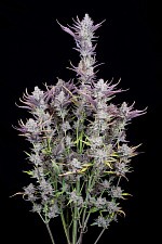 Wedding Glue Auto autofem (FsBd) (5 шт.)