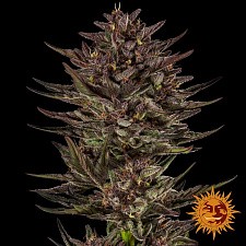 Frosted Zinn x Cookie Dog Auto autofem (Brn) (3 шт.)