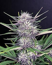 Banana Purple Punch Auto autofem (FsBd) (10 шт.)