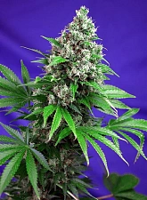 Killer Kush F1 Fast Version fem (SwS) (25 шт.)