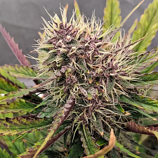 Guava Runtz Auto autofem (FsBd) (3 шт.)
