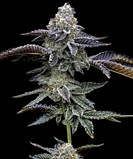 Blue Dream fem (Brn) (10 шт.)