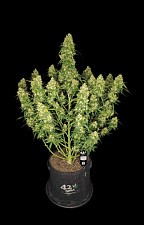 Sour Jealousy Auto autofem (FsBd) (10 шт.)