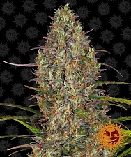 Glue Gelato Auto autofem (Brn) (10 шт.)