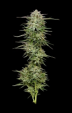 Pound Town Auto autofem (HmbS) (5 шт.)