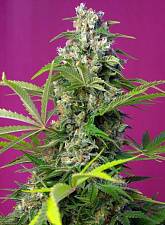 Gorilla Girl fem (SwS) (3+1 шт.)