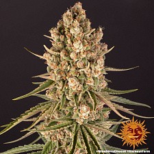 Blueberry Cheese (Blue Cheese) fem (Brn) (10 шт.)