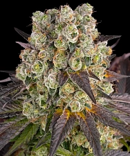 Purple Punch x Lemon Drizzle fem (Brn) (3 шт.)