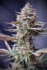Orange Sherbet FF (FsBd) (1 шт.)