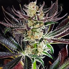 Auto Dos-Si-Dos feminised Ganja Seeds (2 шт.)