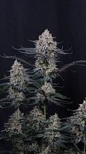 Guava Sundae Auto autofem (FsBd) (1 шт.)