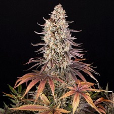 Sour Strawberry fem (Brn) (5 шт.)