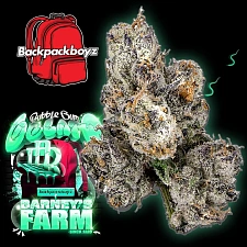 Bubblegum Gelato fem (Brn) (3 шт.)