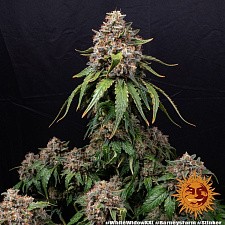 White Widow XXL fem (Brn) (1 шт.)