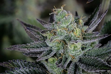 Gorilla Cookies FF (FsBd) (5 шт.)