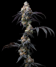 Rainbow Sherbet fem (Brn) (10 шт.)