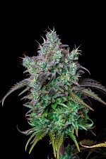 Original Auto Big Bud autofem (FsBd) (3 шт.)