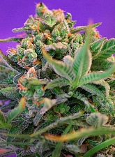 Sweet Cheese F1 Fast Version fem (SwS) (25 шт.)
