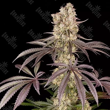 Runtz Muffin feminised Ganja Seeds (1 шт.)