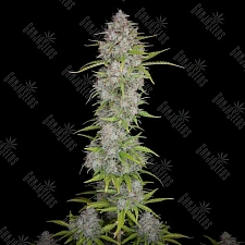Auto Orange Sherbet feminised Ganja Seeds (2 шт.)