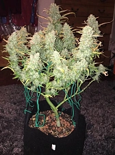 Green Crack autofem (FsBd) (5 шт.)