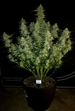 Papaya Cookies Auto autofem (FsBd) (5 шт.)