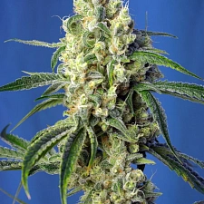 Green Poison CBD fem (SwS) (5+2 шт.)