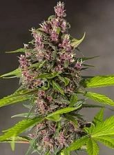 Bloody Skunk Auto autofem (SwS) (25 шт.)