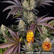 OG Kush fem (Brn) (10 шт.)