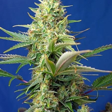 Sweet Pure Auto CBD autofem (SwS) (5+2 шт.)
